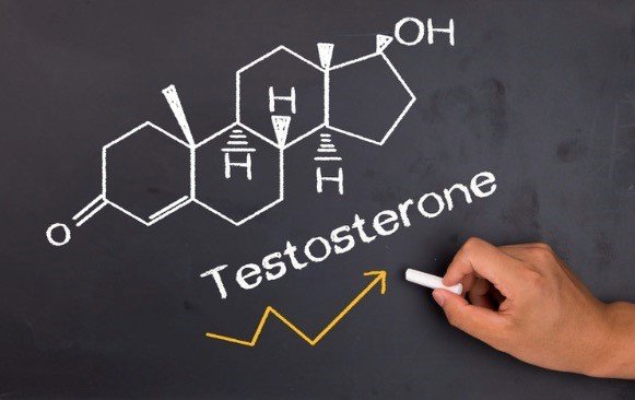 What is Testosterone, and Why Is It Important?